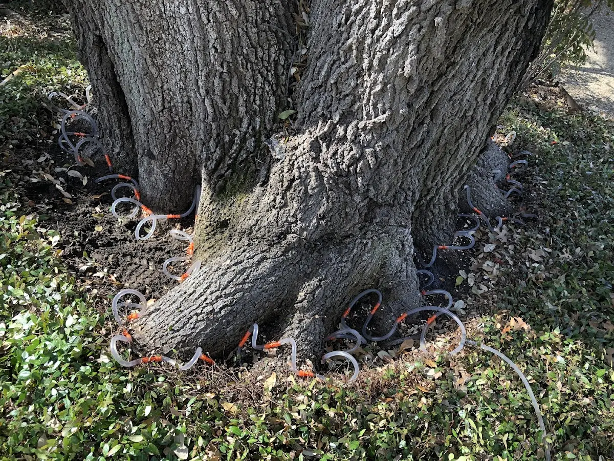 Detailed Tree Cabling and Bracing job site in Sturbridge
