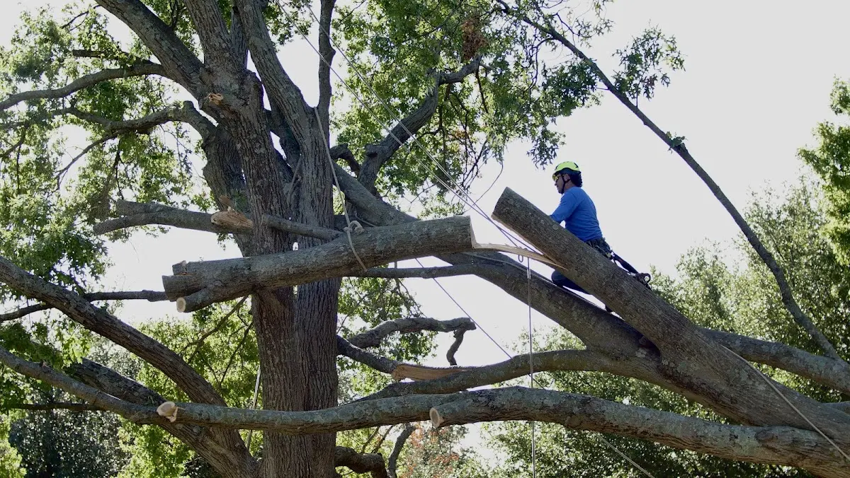 Professional Hazardous Tree Removal performed by certified arborists in Sturbridge