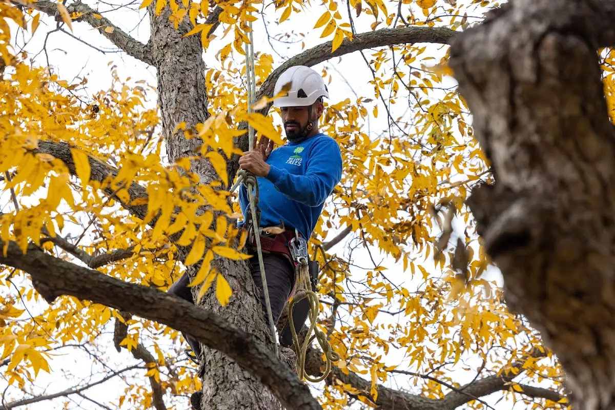 Skilled Tree Transplanting crew working in Sturbridge
